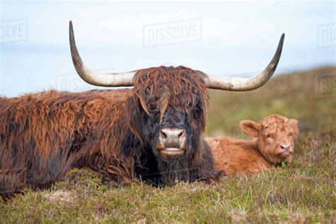 Highland Cattle On Scottish Moor Stock Photo Dissolve