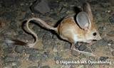 Rodent Jerboa Pictures
