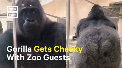 Gorilla Goes Viral For Hilarious Greeting Youtube