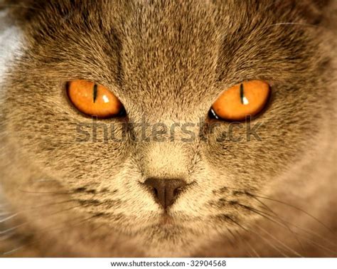 British Shorthairs Cat Closeup Portrait Stock Photo 32904568 Shutterstock