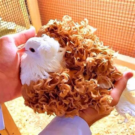 A Person Holding A Stuffed Bird In Their Hand With Curly Hair On It S Head