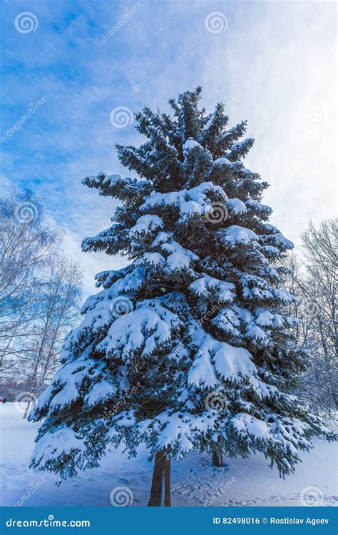 Snow Covered Christmas Tree Winter Stock Photo Image Of Cool Weather