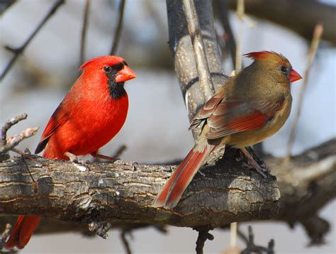 Northern Cardinal Pair Our State Bird In North Carolina Flickr