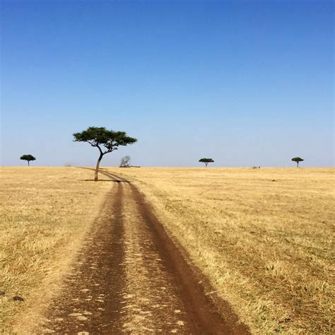 Driving Through Serengeti National Park Parchi Nazionali Tanzania Parco