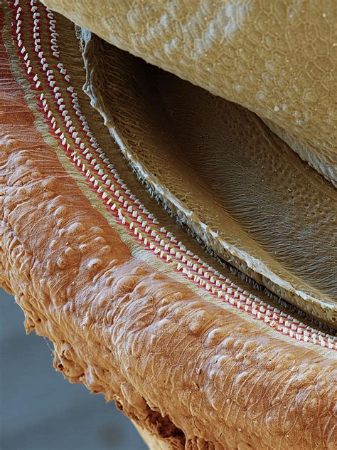 Cochlea Coil Section Sem Photograph By Oliver Meckes Eye Of Science