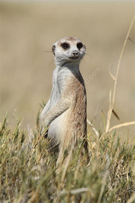Sjwray Wildlife Photography Pregnant Meerkat