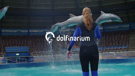 dolfinarium harderwijk in het water met dolfijnen v i p teaser on vimeo