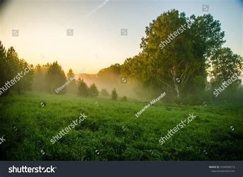 Morning Mist Sunlight Penetrates Through Birches Stock Photo 1634590513