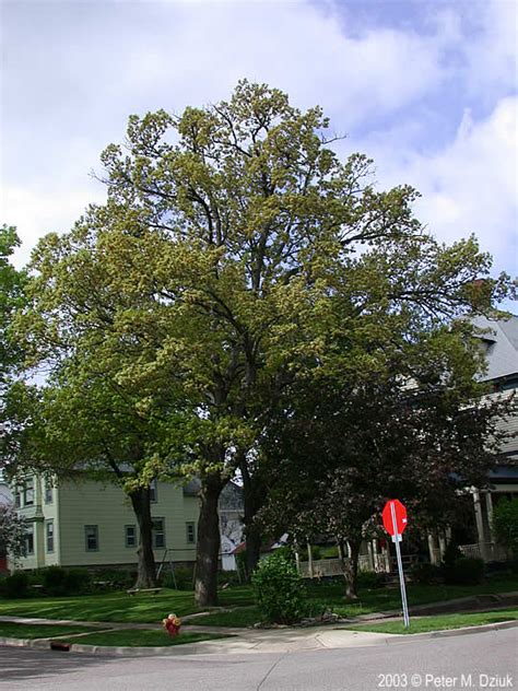 quercus alba white oak minnesota wildflowers