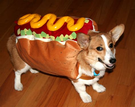 Find out how to prevent obesity in dogs. best halloween costumes dogs | The Dog Bunker