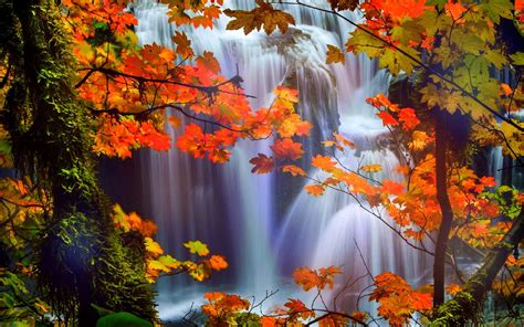Attractions In Dreams Trees Nature Fall Leaves Beautiful Waterfalls