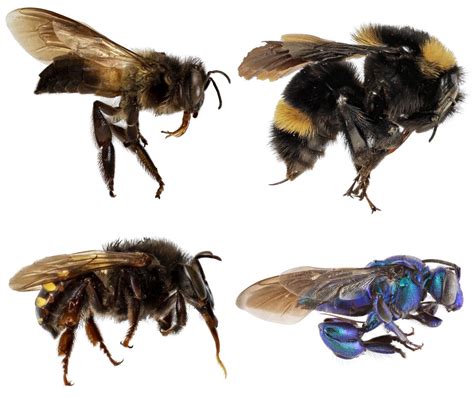 New Research Deepens Mystery About Evolution Of Bees Social Behavior