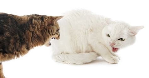 Check spelling or type a new query. What You Should Know About Catfights - My Animals