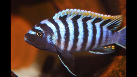 African Cichlid Species Cynotilapia Afra Red Top Dwarf Hai Reef Male And Female Youtube