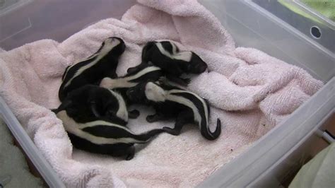 Baby Skunks At Wildcare Youtube