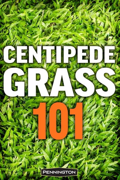 All You Need To Know About Centipede Grass Centipede Grass Grass