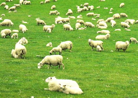Author:ゆうさん＠羊の国 こまめっち画伯作ゆうさん 羊の国はニュージーランドの 南島で小さなファームやってます。 ご訪問ありがとうございます！ エンジェル・クロエ 2001年7月2日生まれ 2015年5月8日エンジェル・クロエに 今も、そしていつまでも、 cocolog