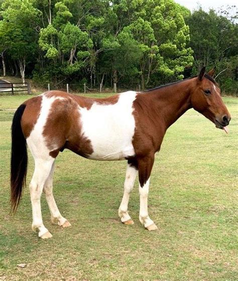 Gorgeous Paint Gelding Horses And Ponies Gumtree Australia Tweed