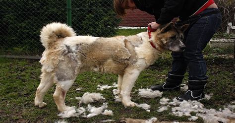 All puppies are different, of course, and the entire pomeranian shedding puppy coat process will take around five 5 months before all. Top 10 Worst Shedding Dog Breeds To Own | The Dog Digest