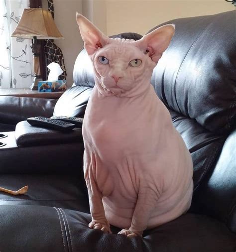 Pin by Stuart Anderson on Fun Animals | Hairless cat funny, Hairless
