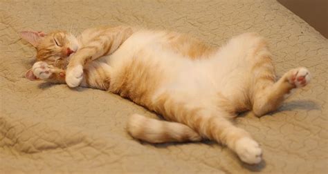 Cat Lying On Back Sleeping Cat Meme Stock Pictures And Photos