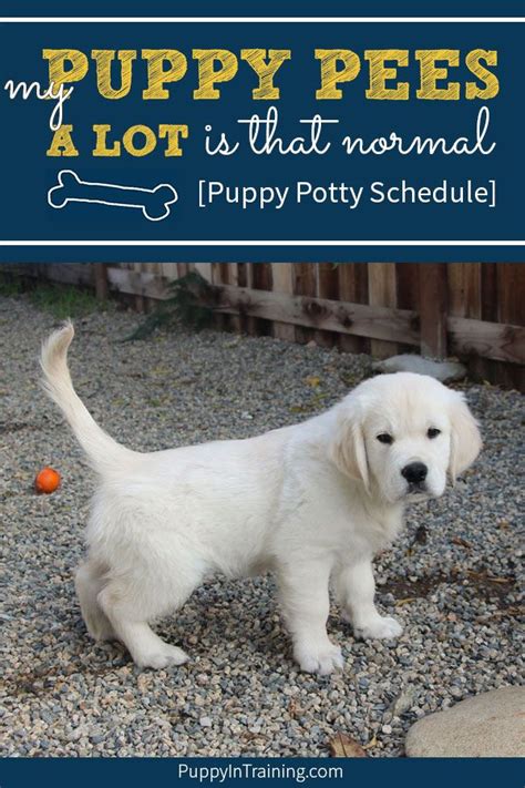 We did not find results for: My puppy pees a lot!? Is that normal? When we first ...