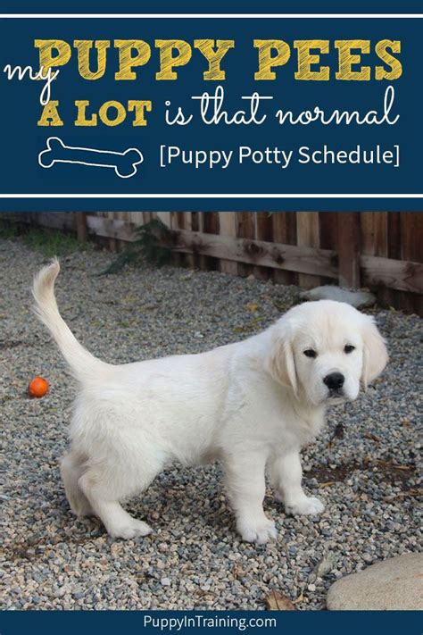We at puppy playground like to think that we provide one of the best dog daycare services sydney. My puppy pees a lot!? Is that normal? When we first ...
