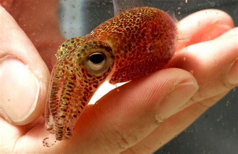 Glowing Bacteria In Hawaiian Bobtail Squid Cause Changes Throughout