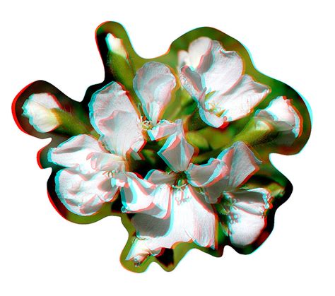 Geranium Anaglyph D Picture You Need Red Cyan Glasses Flickr