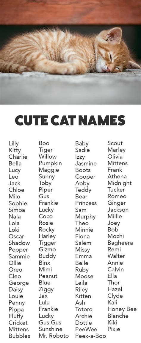 Amazing Unisex Tabby Cat Names Kucing Munchkin Perawatan Kucing Piaraan