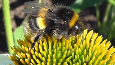 You need to push your profile on the top of the stack, you need to wake up your profile! BUMBLE BEE COLLECTING POLLEN - YouTube