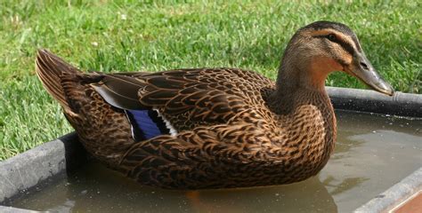 Pet Duck Free Photo Download Freeimages