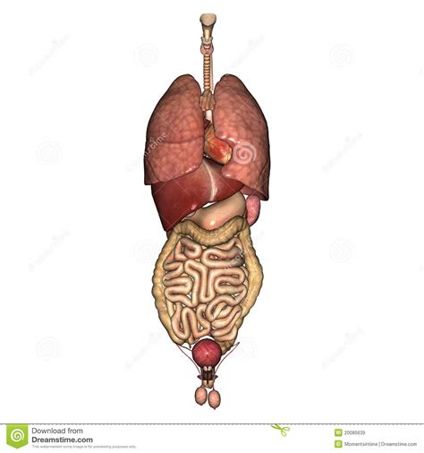 The male reproductive system consists of the penis, testes, epididymis, ejaculatory ducts, prostate, and accessory glands. Male Internal Anatomy stock illustration. Illustration of healthcare - 20085639
