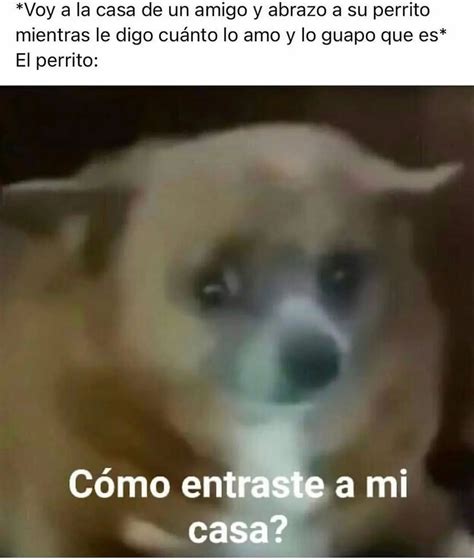 Voy A La Casa De Un Amigo Y Abrazo A Su Perrito Mientras Le Digo