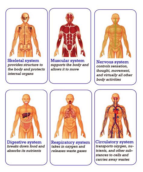 Wiring And Diagram Diagram Showing The Human Body Systems