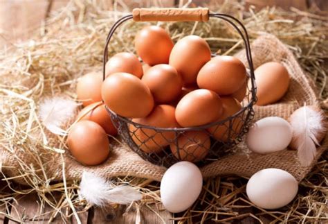 The wyandotte laying hen is both popular with backyard poultry keepers, as well as those chicken gurus who partake in the competitive world of poultry shows. Egg-laying hens: What are the most productive breeds ...