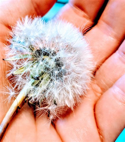 4k Fluffy Dandelion Wallpapers High Quality Download Free