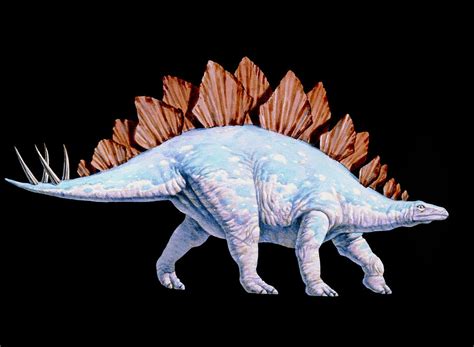 Artwork Of Stegosaurus Dinosaur Stegosaurus Sp Photograph By Joe