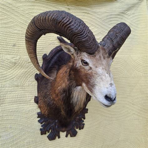 Mouflon Large Head Mount On Shield Ovis Aries Musimon Catawiki