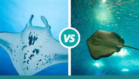 Manta Rays Vs Stingrays — Ocean Jewelry