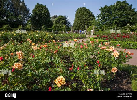 The Beautiful Roses In Queen Marys Gardens In Regents Park London