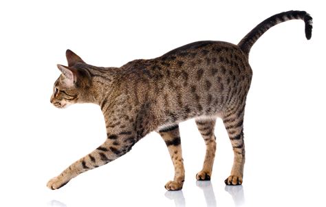 Tabby Cat Breeds Colours And Markings Cat World