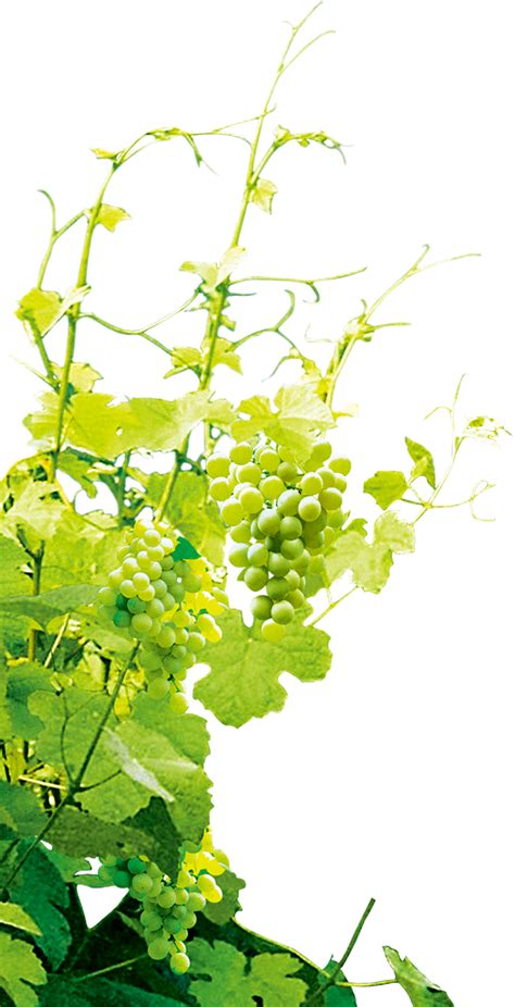 Green grapes- Grape Png Image & Grape Clip art | Grapes ...