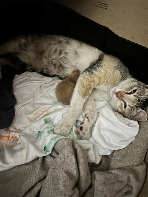 Update Stray Pregnant Cat Rbangalore