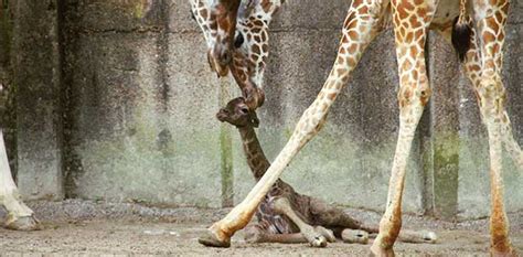 Baby Giraffe Takes Its First Steps Oversixty