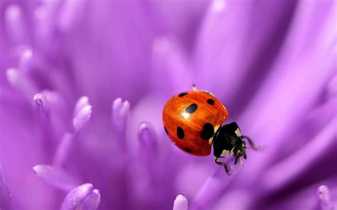 Wallpaper Purple Insect Pollen Blossom Beetle Flower Plant