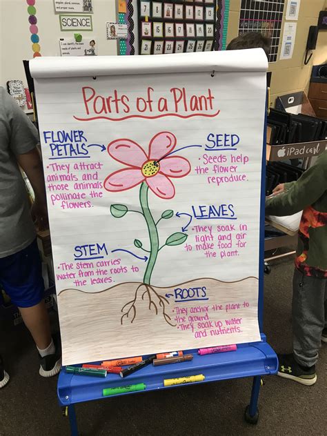 Plants Anchor Charts Parts Of A Plant Flower Seeds Food To Make