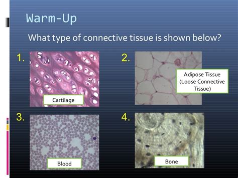Anatomy And Physiology Lecture Notes Ch 4 Tissues Connective