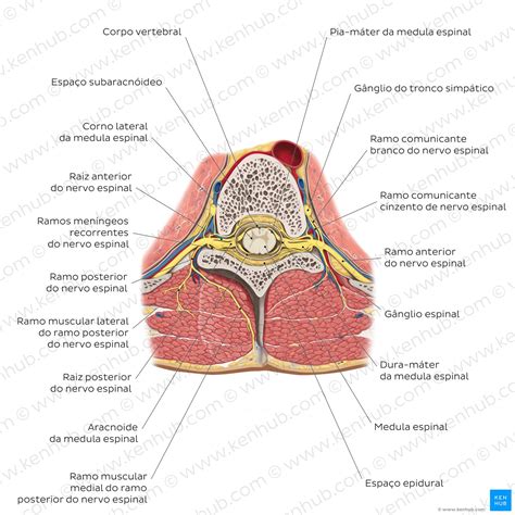 Anatomia Do Dorso Músculos Coluna Vertebral Funções Kenhub