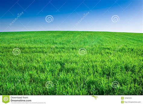 Green Field Of Grass Under Blue Sky Stock Photos Image